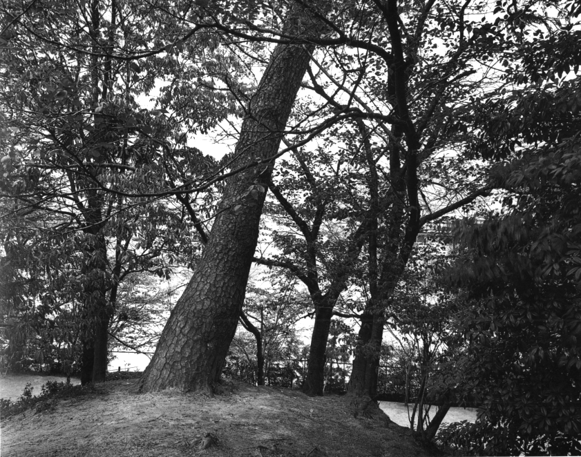 Pine Trees