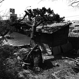 Sumiyoshi Shrine