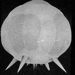Mushroom Cloud