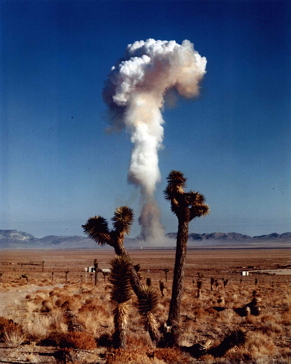 Mushroom Cloud